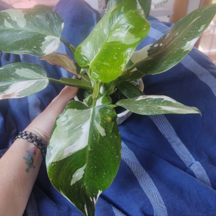 Plant image Philodendron 'White Princess'