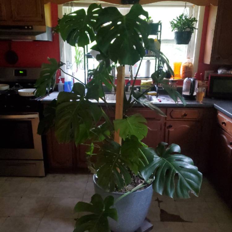 plant image 1710192 plant image 1710192