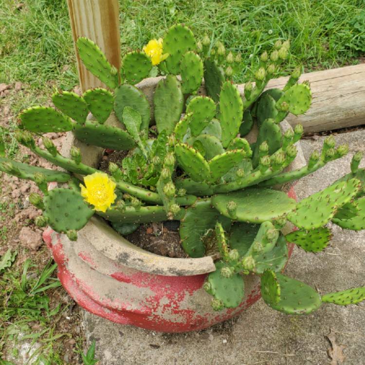 plant image 1712201 plant image 1712201