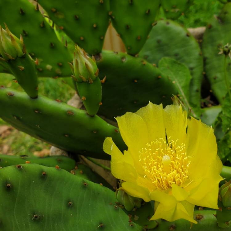 plant image 1712202 plant image 1712202