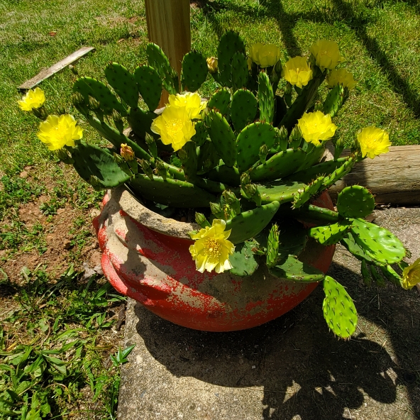plant image 1712569 plant image 1712569