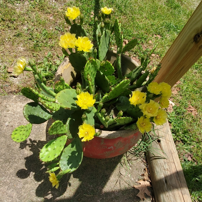 plant image 1712570 plant image 1712570