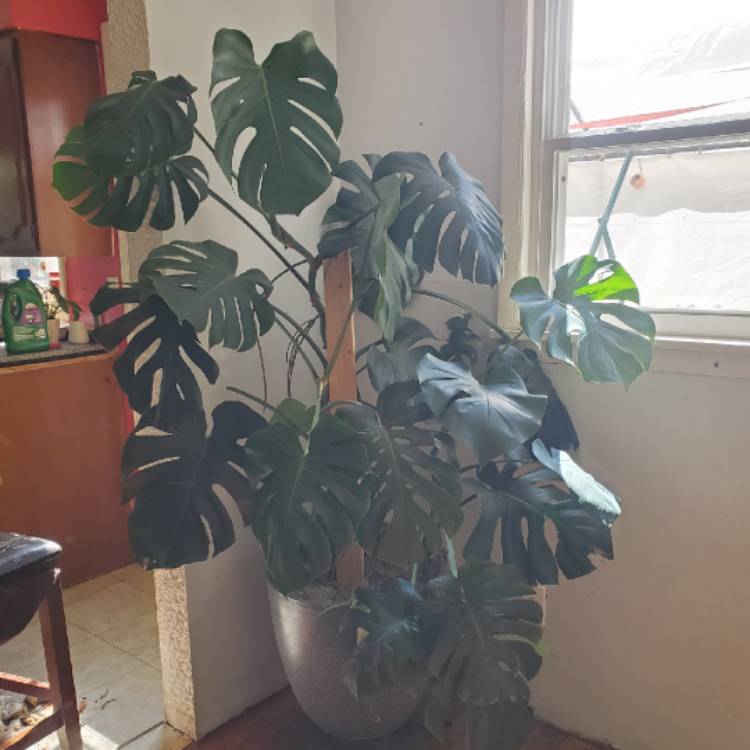 plant image 1724348 plant image 1724348