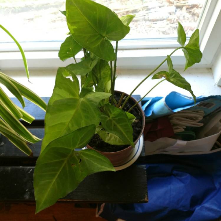 plant image 687630