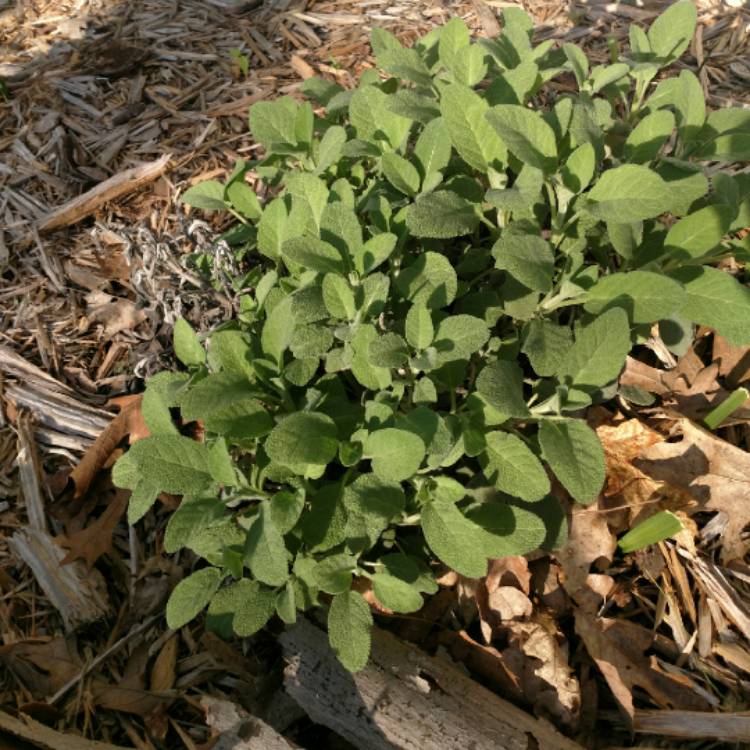 plant image 689105