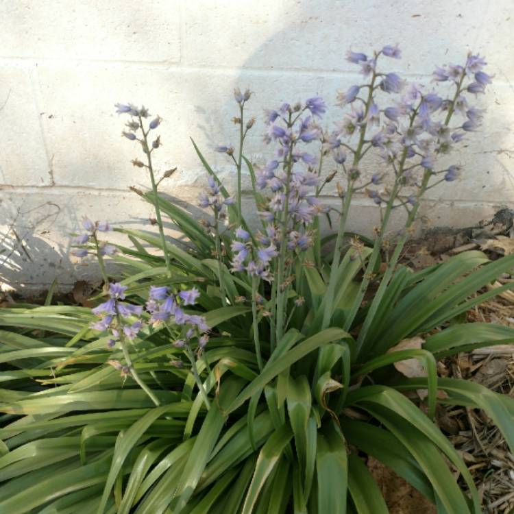 plant image 689143 plant image 689143