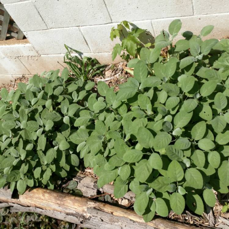 plant image 737852