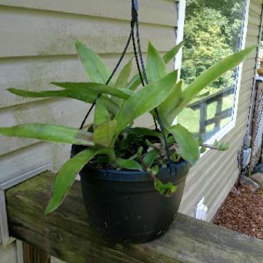 Callisia Fragrans