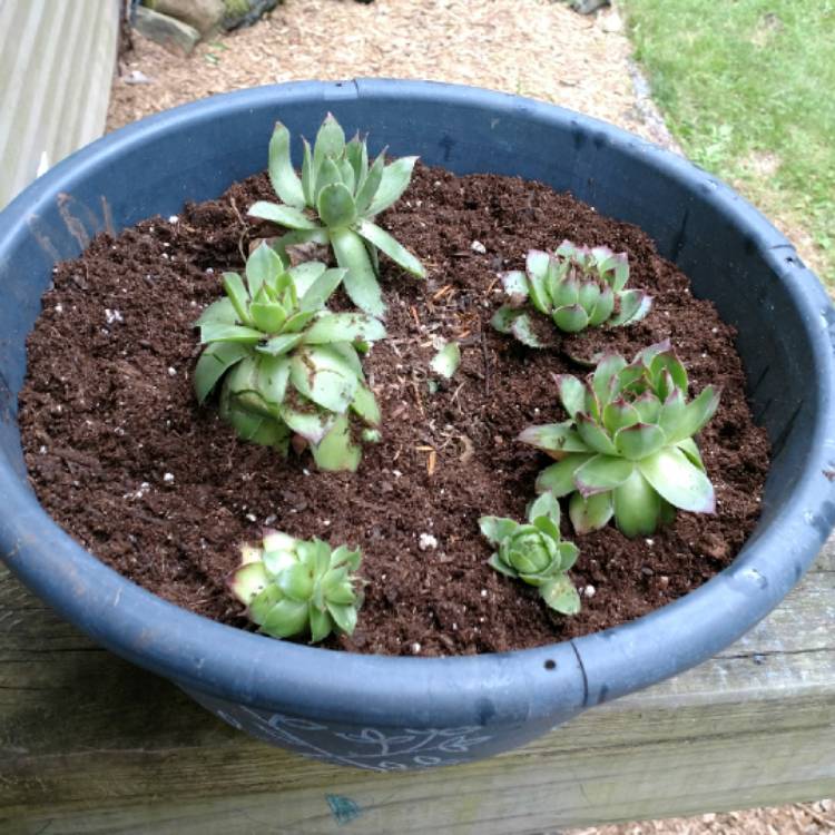 plant image 761950 plant image 761950