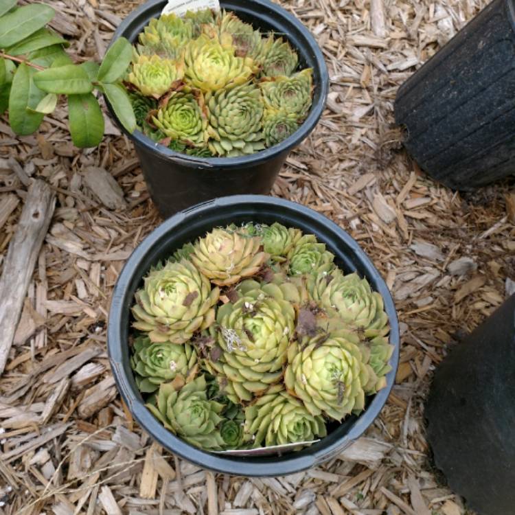 plant image 854530 plant image 854530