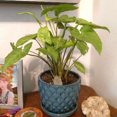 Sagittaria Graminea