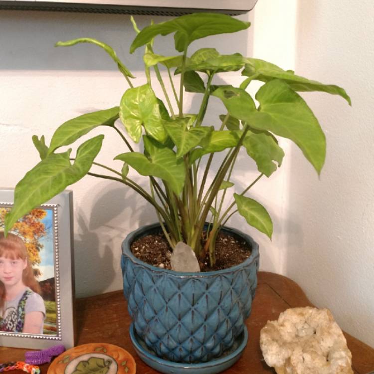 plant image 855794