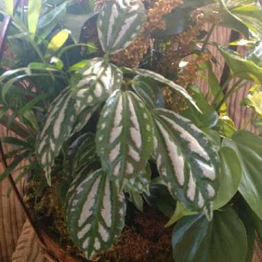 Pilea cadierei 'Minima'