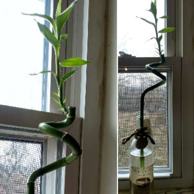 Dracaena Sanderiana