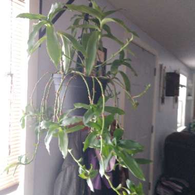 Callisia Fragrans