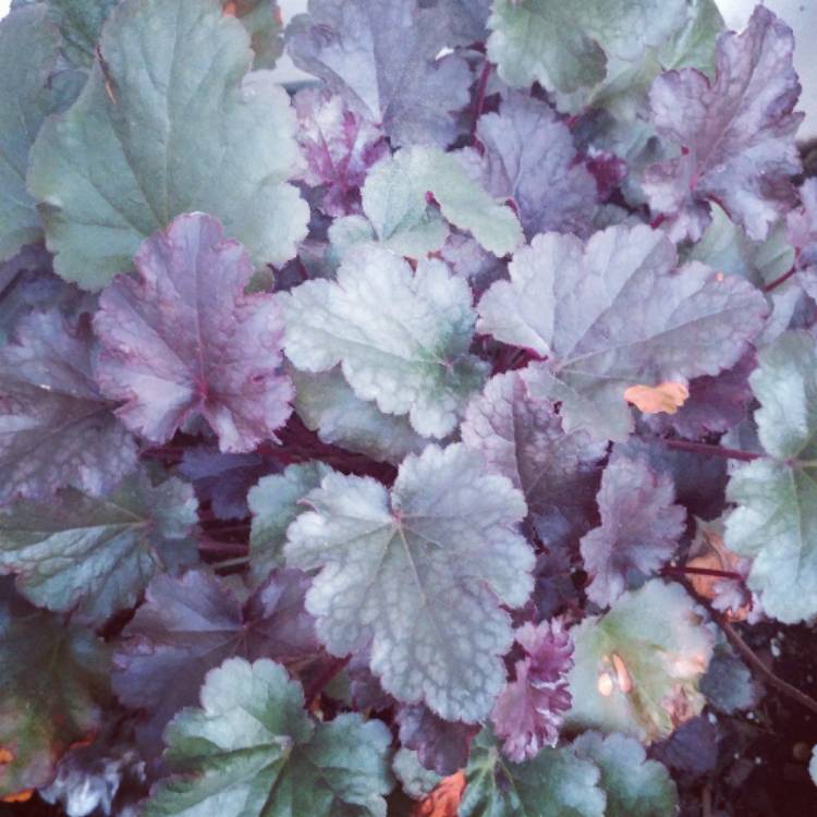 Plant image Heuchera 'Plum Pudding'