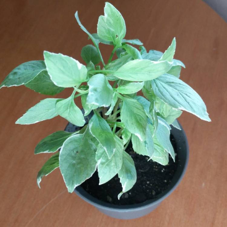 plant image 500711