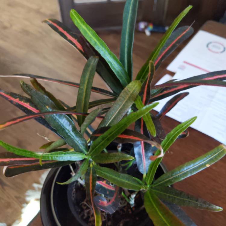 plant image 1242907