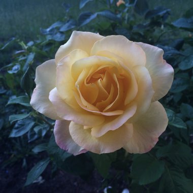 Rosa