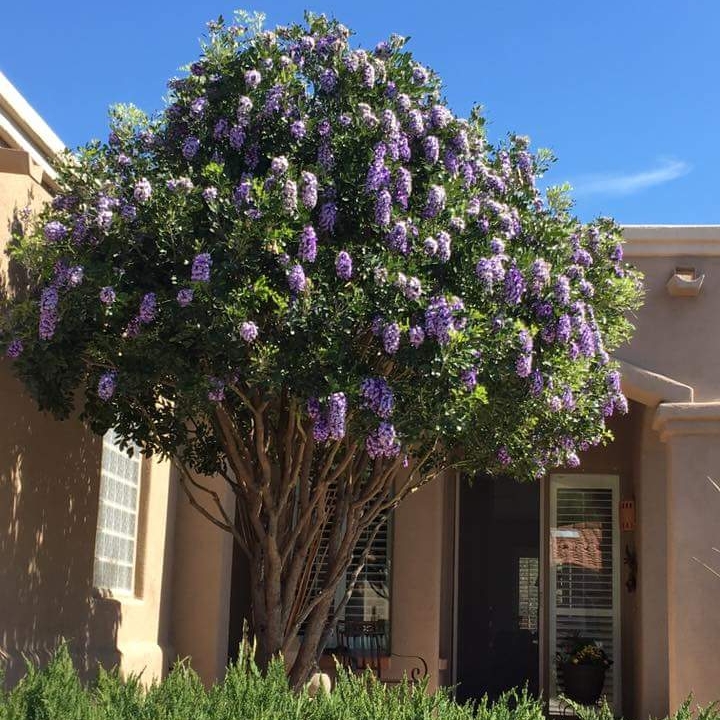 plant image 331861