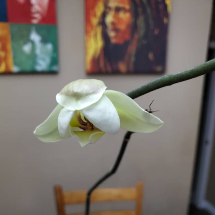 plant image 1400387