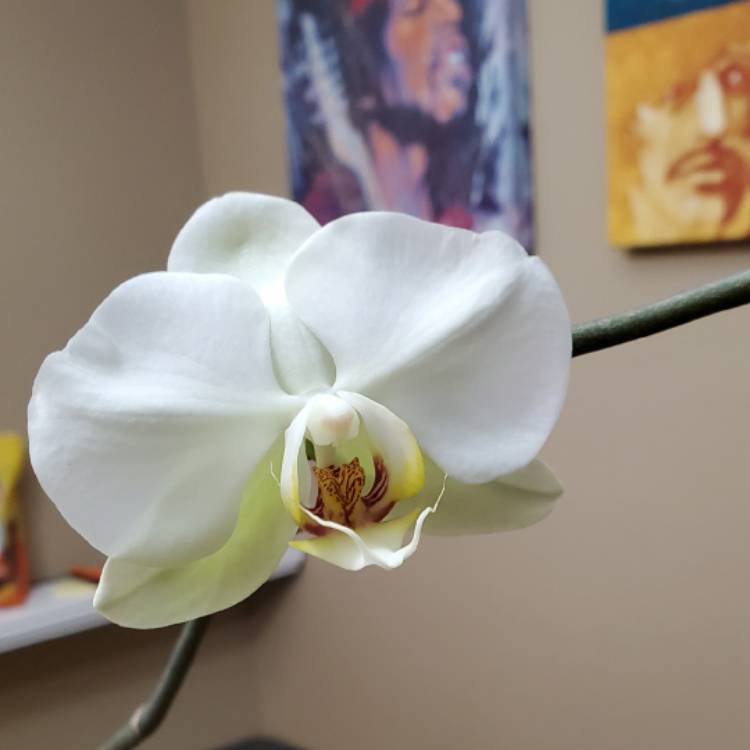 plant image 1400911