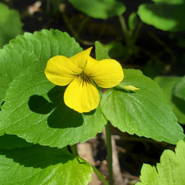 Plant image Viola tricolor 'Heartsease Yellow'