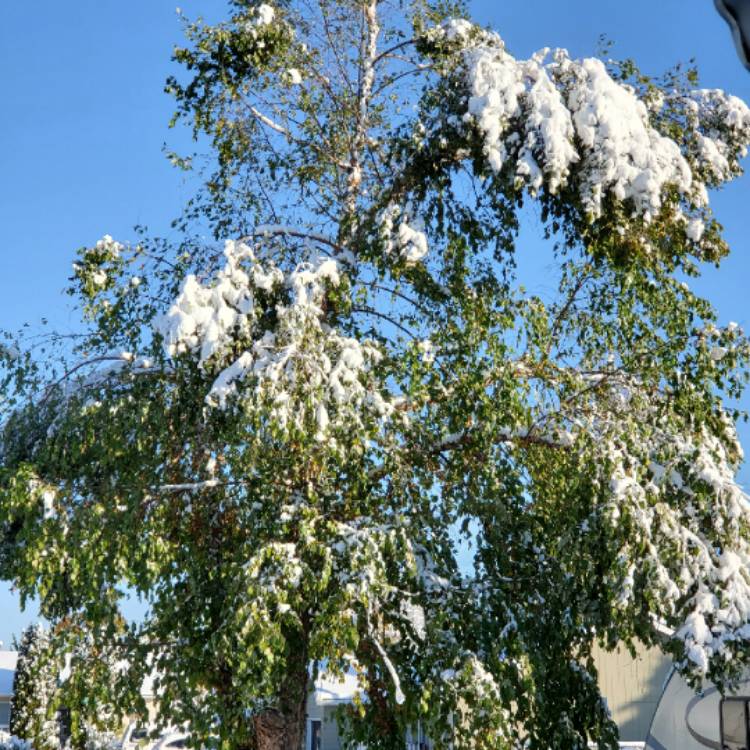 plant image 1409884
