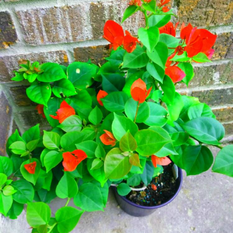 Plant image Bougainvillea 'Scarlet O'Hara'