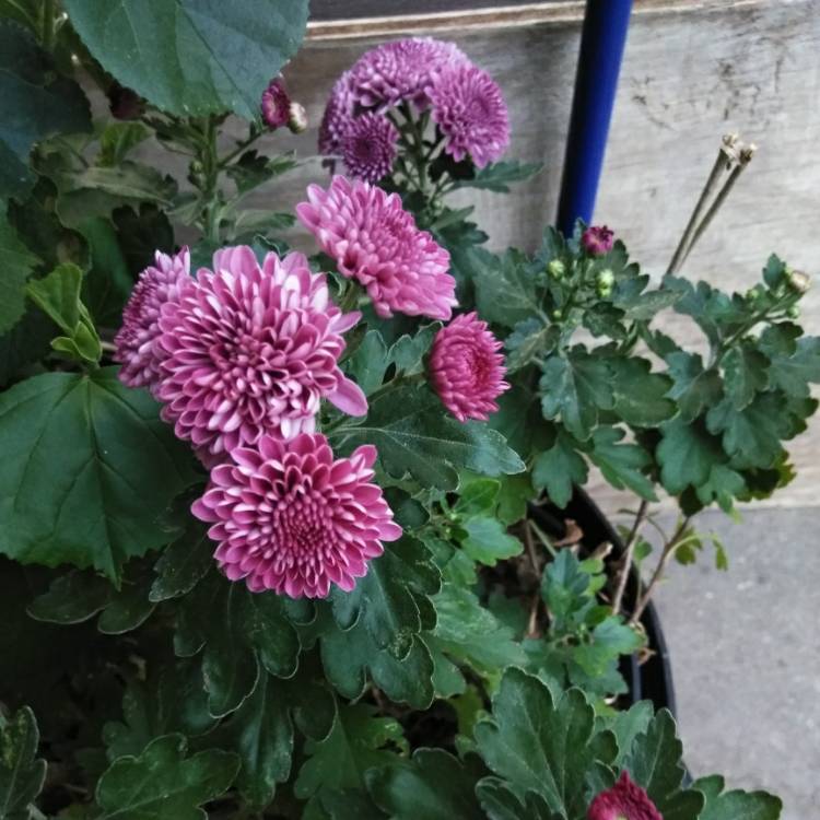 Plant image Chrysanthemum 'Branroyal Purple'