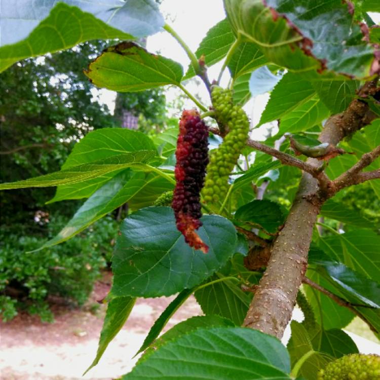 plant image 700767