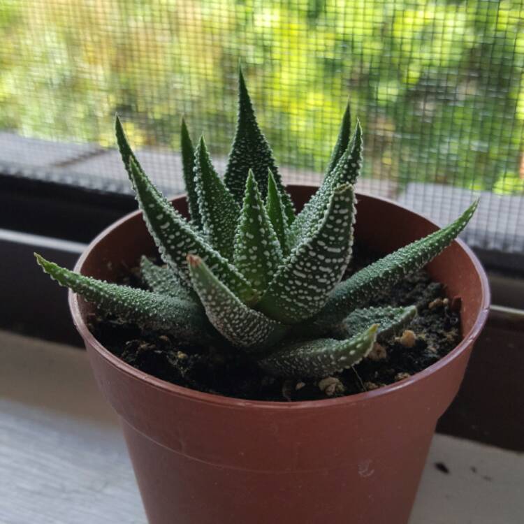 plant image 323489