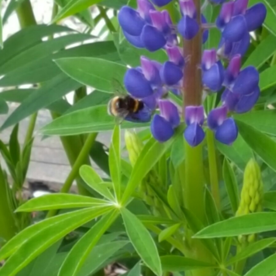 plant image 101961