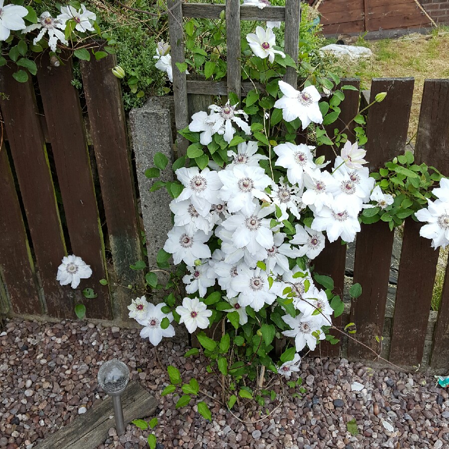 plant image 101966