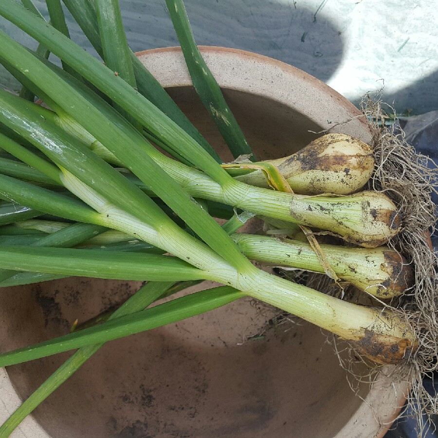 Plant image Allium cepa (Cepa Group) 'Senshyu Yellow'