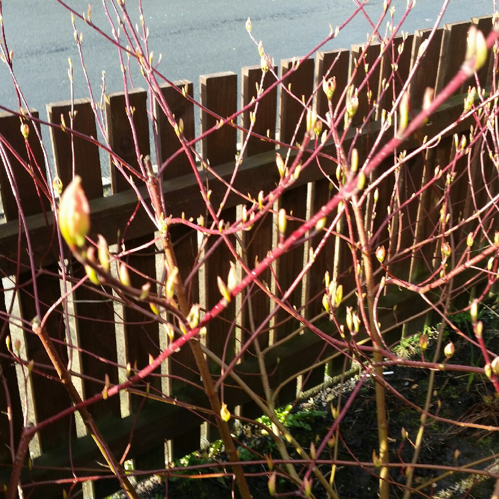 plant image 36386