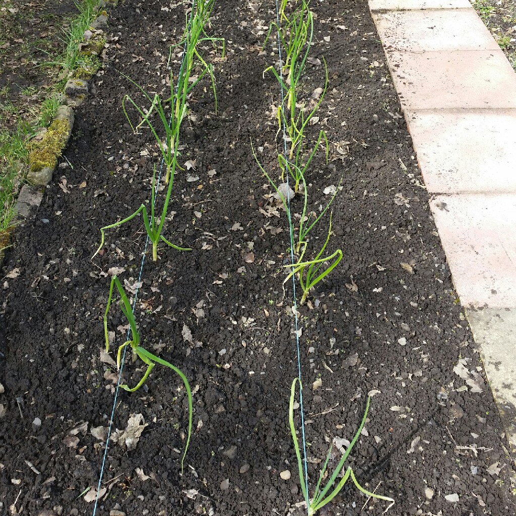 plant image 36926