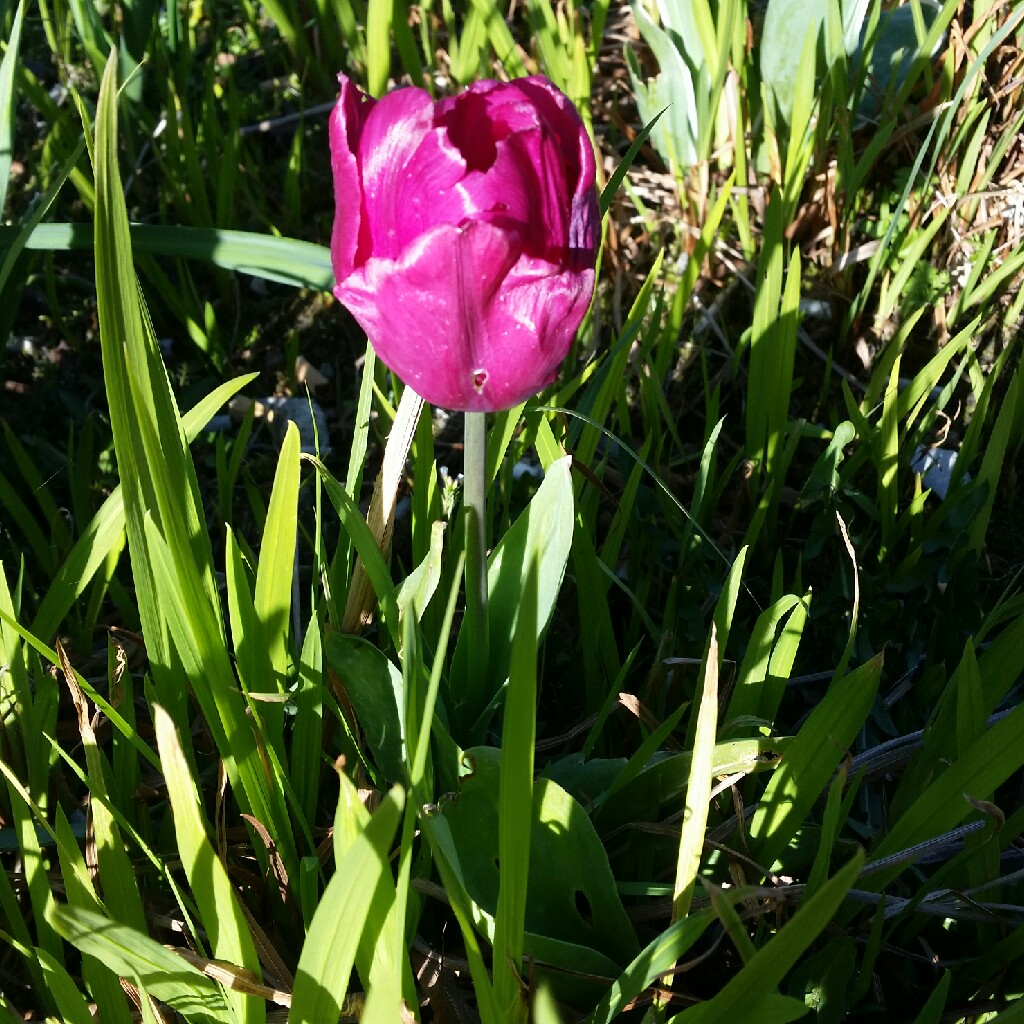 Plant image Tulipa 'Purple Prince'