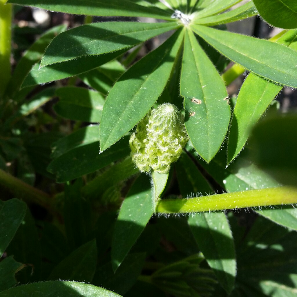 plant image 50534