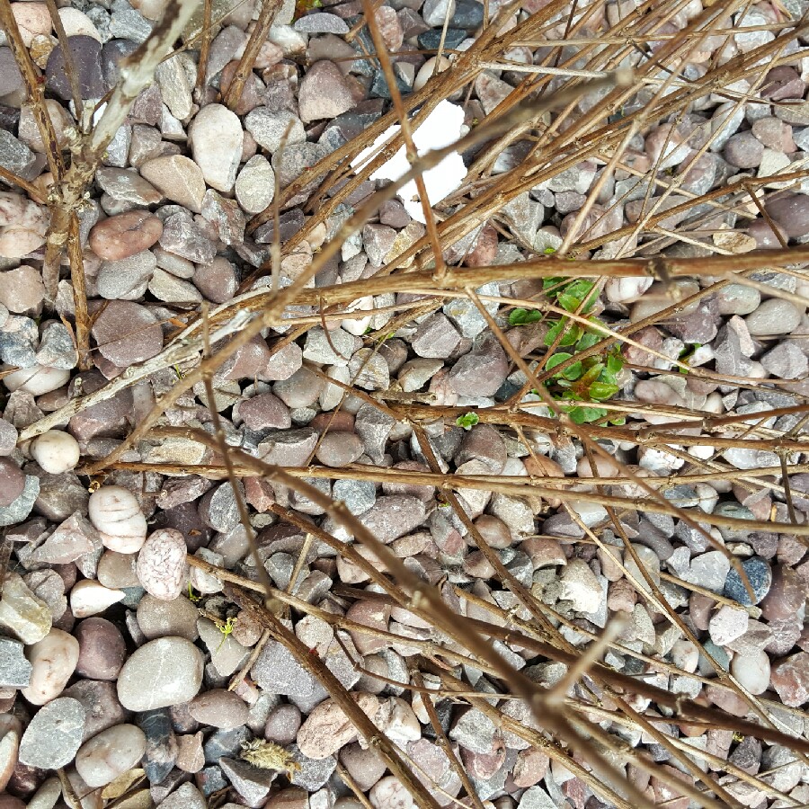 plant image 72334