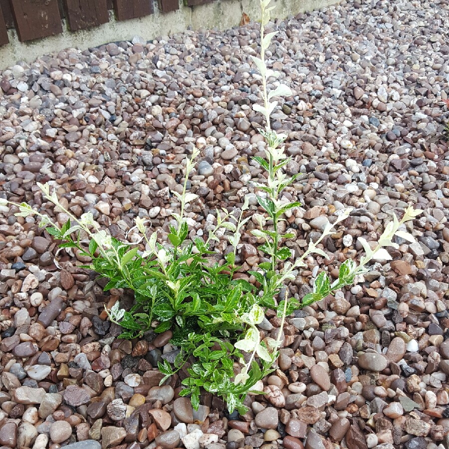 plant image 94030