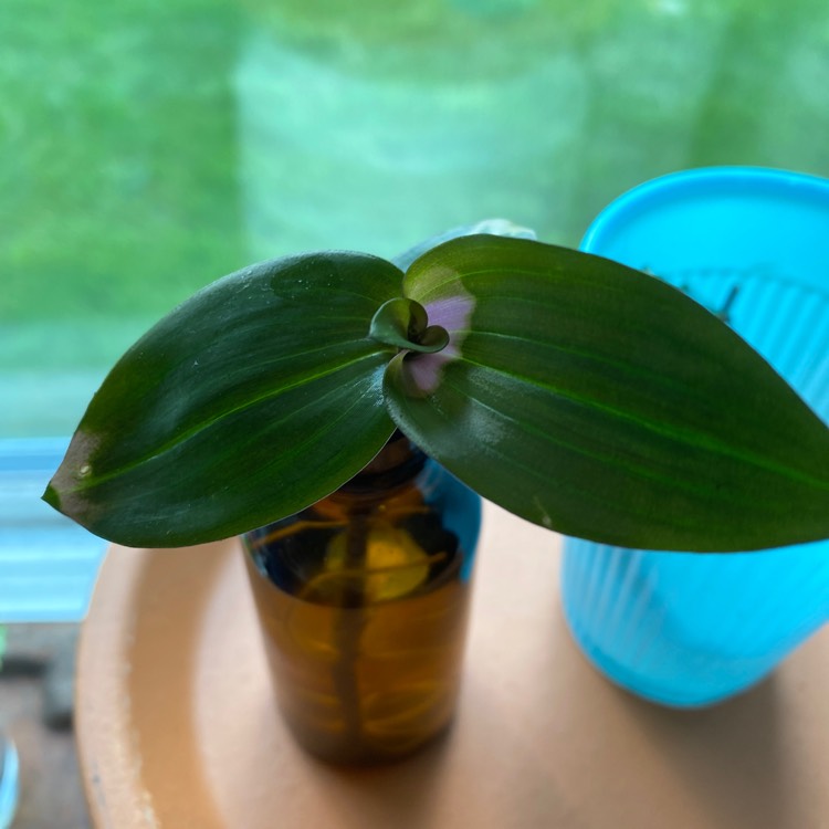 Plant image Tradescantia hybrid 'Blushing Bride'