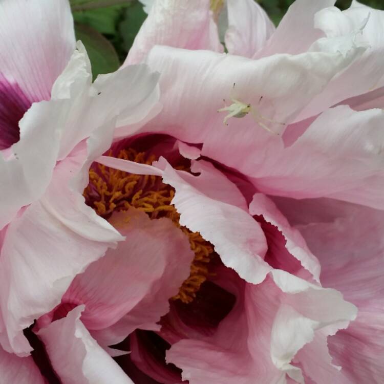 Plant image Paeonia x suffruticosa 'Lan Bao Shi' syn. Paeonia x suffruticosa 'Blue Sapphire', Paeonia x suffruticosa 'Blue Jewel'