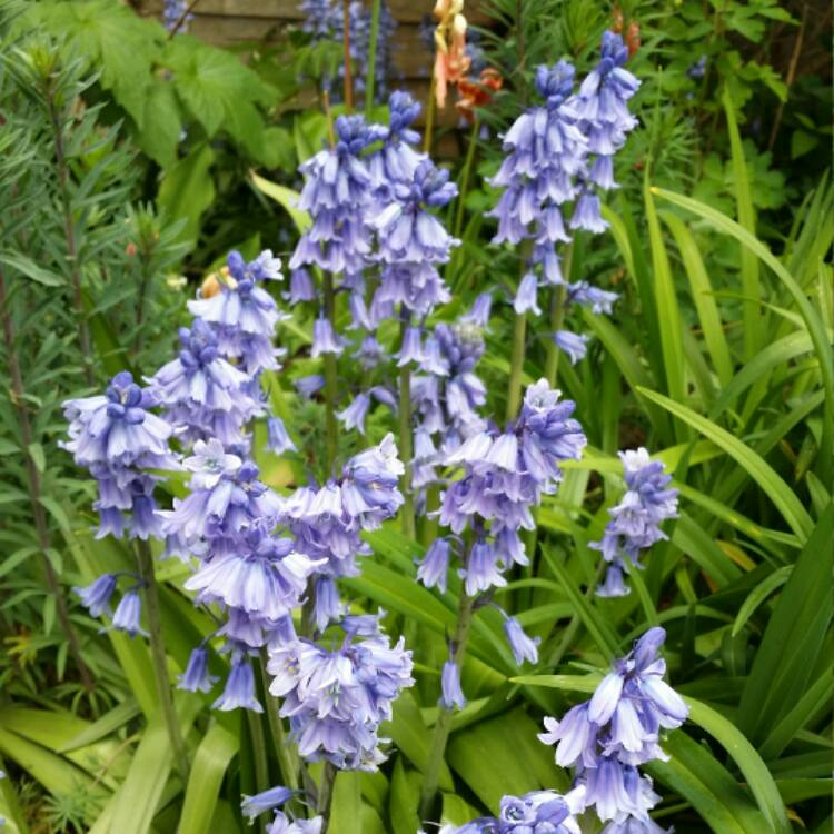 Plant image Hyacinthoides hispanica 'Danube'