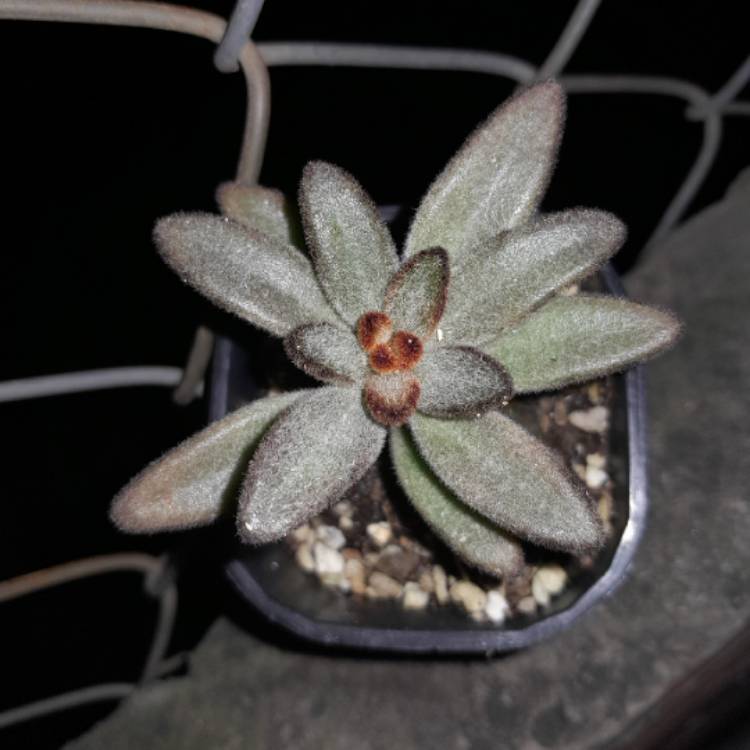 Plant image Kalanchoe tomentosa