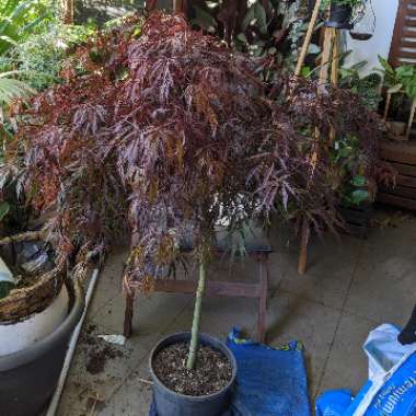 Japanese Maple 'Inaba-Shidare'