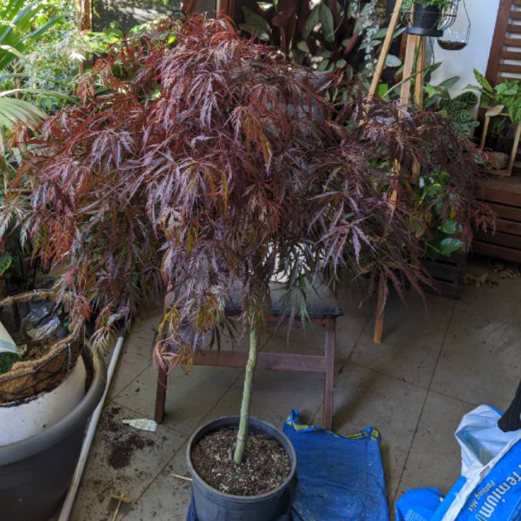 Plant image Acer Palmatum 'Inaba-Shidare'