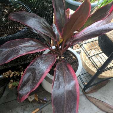Cabbage palm 'Tango'