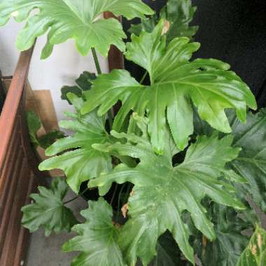 Tree Philodendron 'Little Hope'