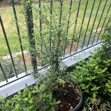 New Zealand Pittosporum 'Silver Sheen'